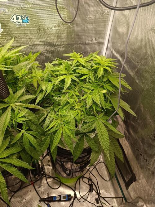 Smashberry Fumez Anesia DWC. Week 6