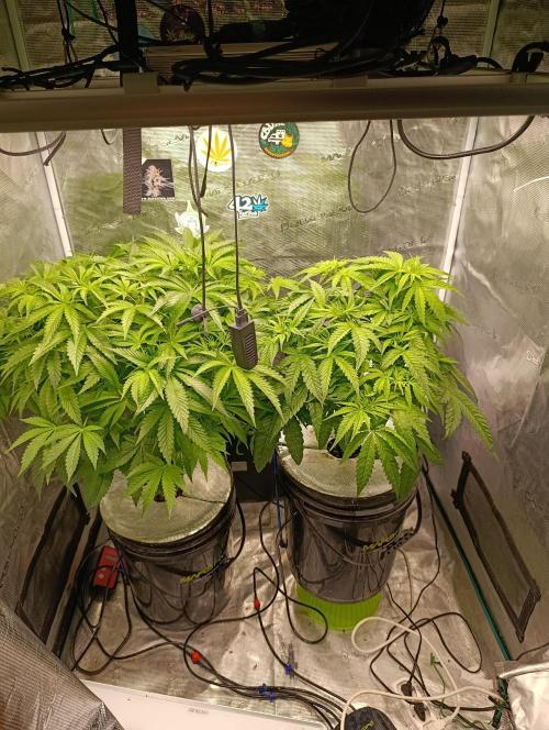 Smashberry Fumez Anesia DWC. Week 6