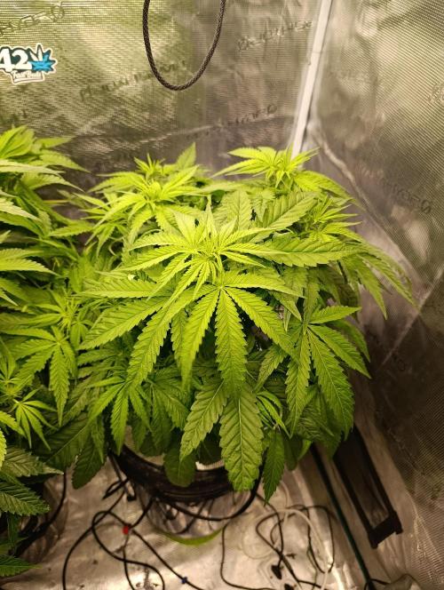 Smashberry Fumez Anesia DWC. Week 6