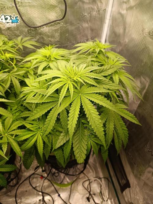 Smashberry Fumez Anesia DWC. Week 6