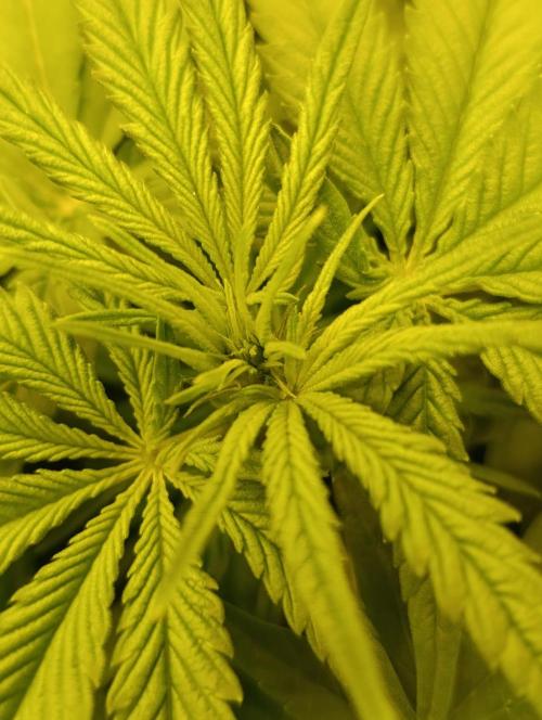 Smashberry Fumez Anesia DWC. Week 6