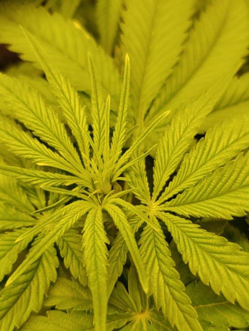 Smashberry Fumez Anesia DWC. Week 6