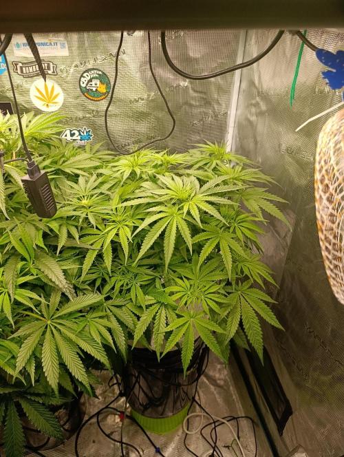 Smashberry Fumez Anesia DWC. Week 6