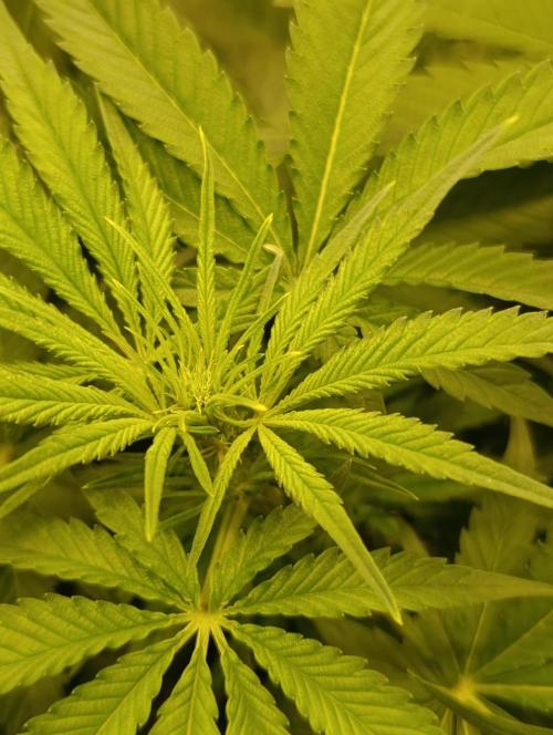 Smashberry Fumez Anesia DWC. Week 6