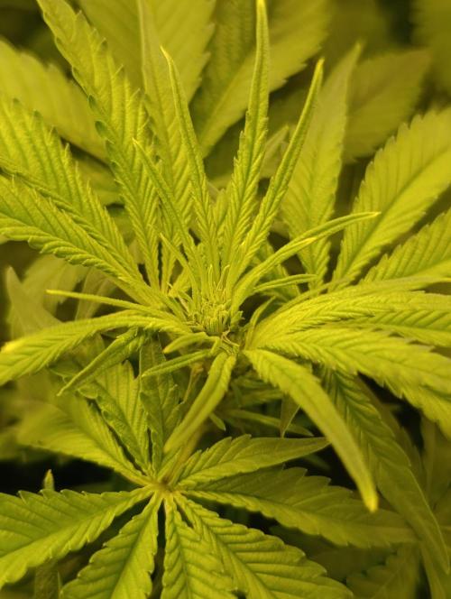 Smashberry Fumez Anesia DWC. Week 6