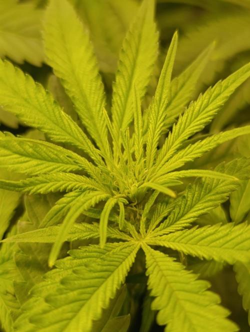 Smashberry Fumez Anesia DWC. Week 6