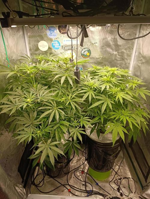 Candy breath Paradise seeds DWC. Week 7