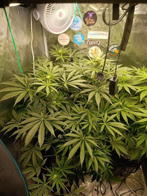 Candy breath Paradise seeds DWC. Week 7