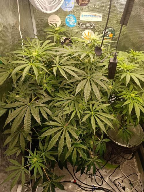 Candy breath Paradise seeds DWC. Week 7