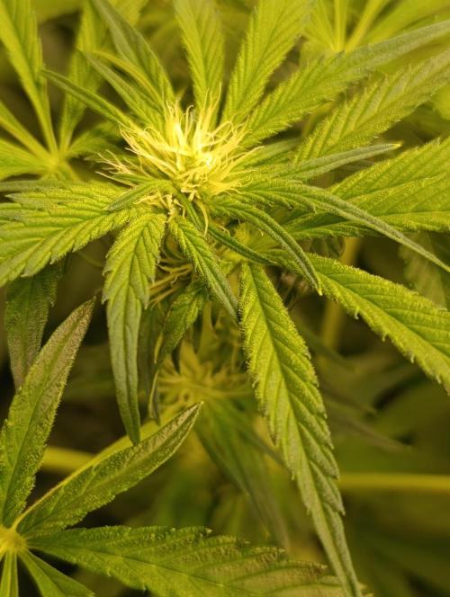 Candy breath Paradise seeds DWC. Week 7
