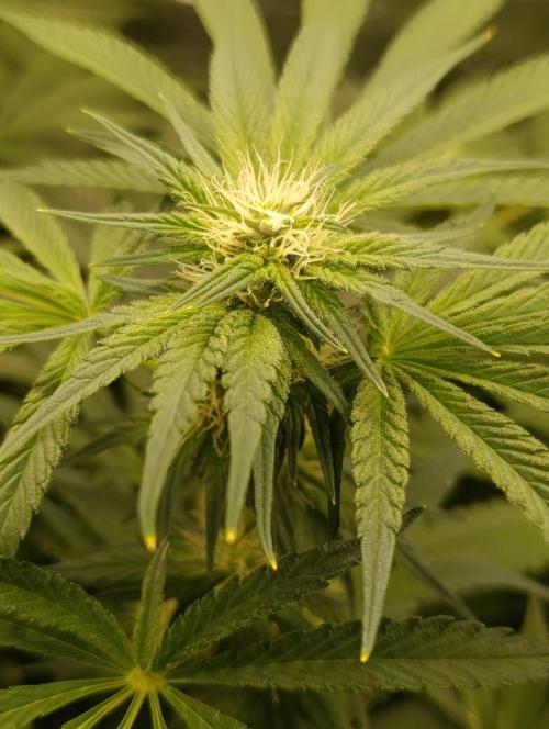 Candy breath Paradise seeds DWC. Week 7