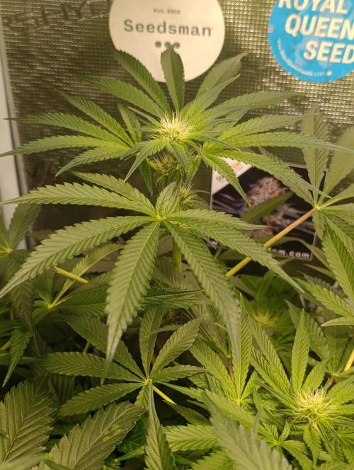 Candy breath Paradise seeds DWC. Week 7