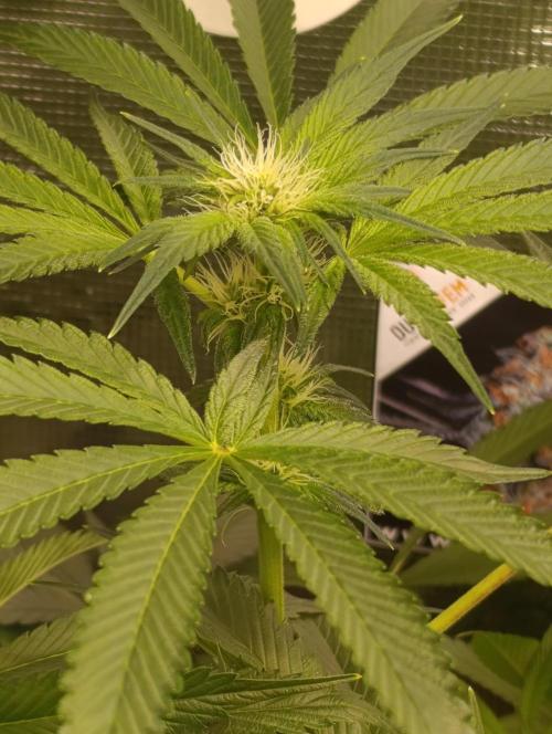 Candy breath Paradise seeds DWC. Week 7