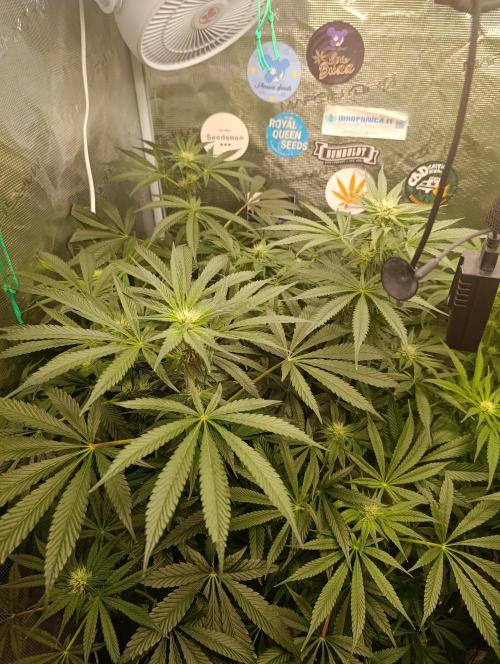 Candy breath Paradise seeds DWC. Week 7