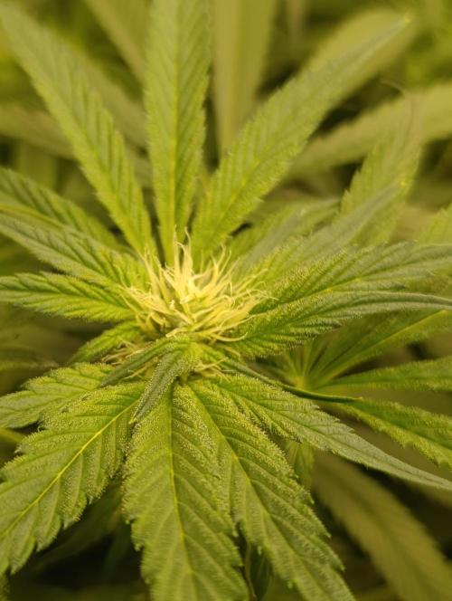 Candy breath Paradise seeds DWC. Week 7