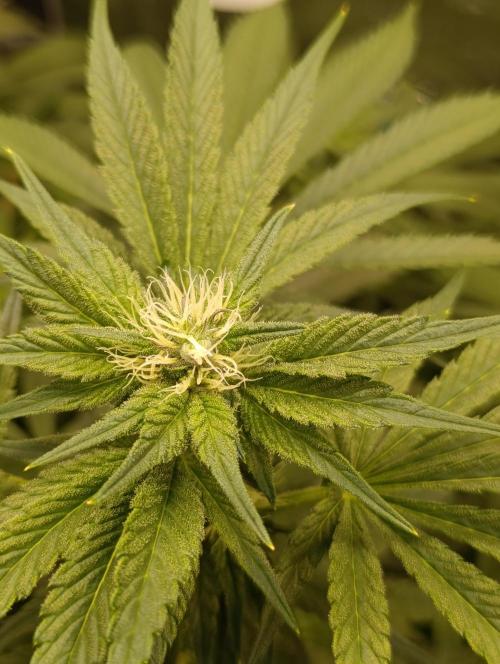 Candy breath Paradise seeds DWC. Week 7