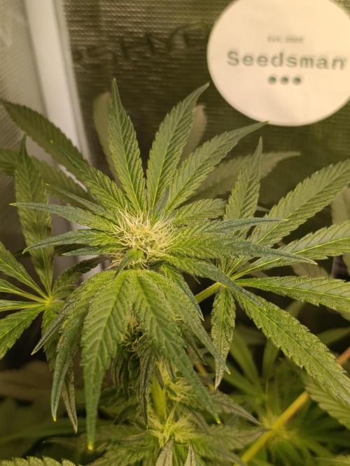 Candy breath Paradise seeds DWC. Week 7