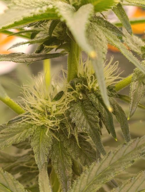 Candy breath Paradise seeds DWC. Week 7