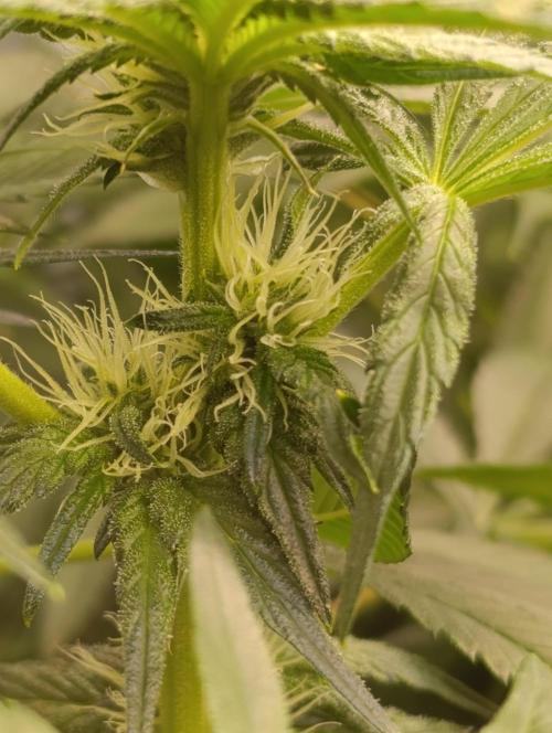 Candy breath Paradise seeds DWC. Week 7