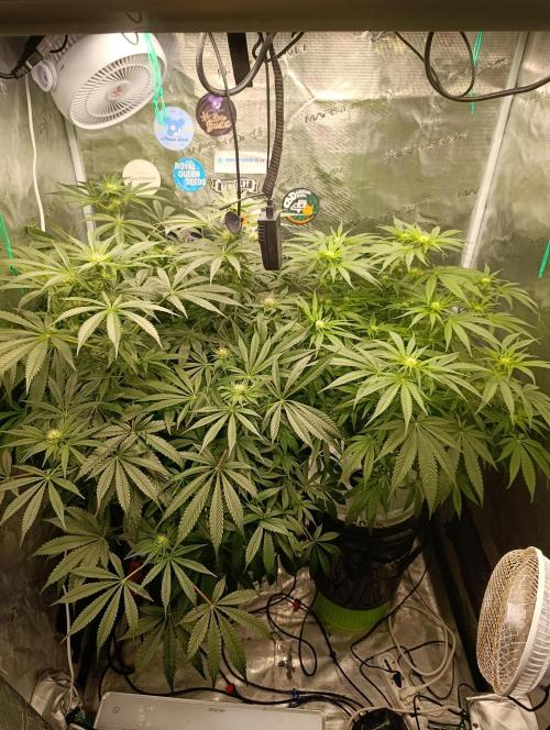 Candy breath Paradise seeds DWC. Week 7