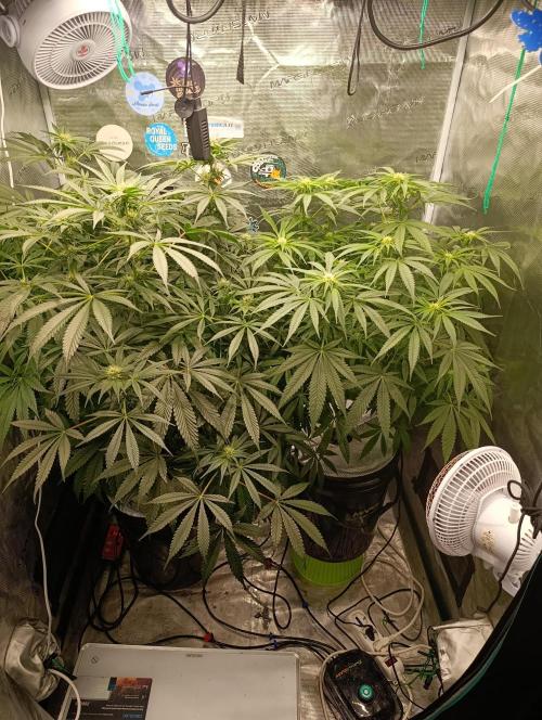 Candy breath Paradise seeds DWC. Week 7