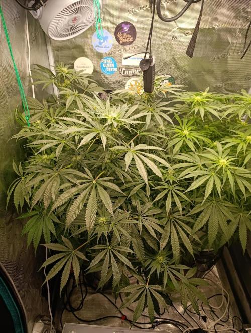 Candy breath Paradise seeds DWC. Week 7