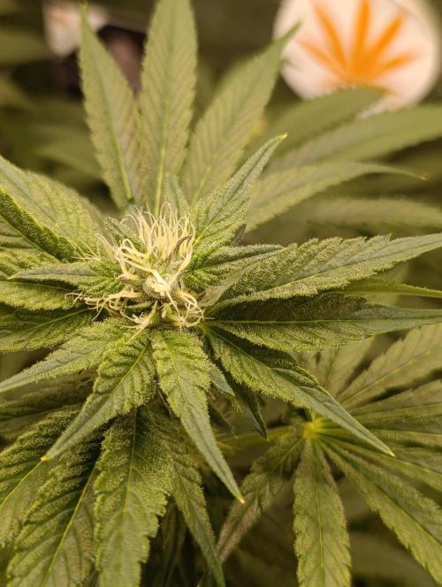 Candy breath Paradise seeds DWC. Week 7