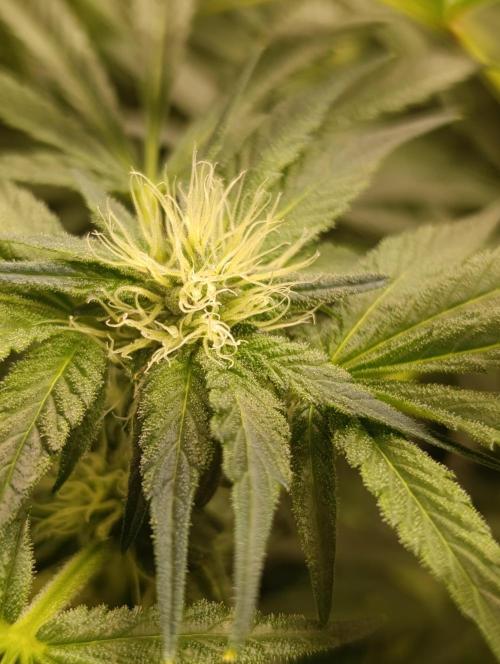 Candy breath Paradise seeds DWC. Week 7