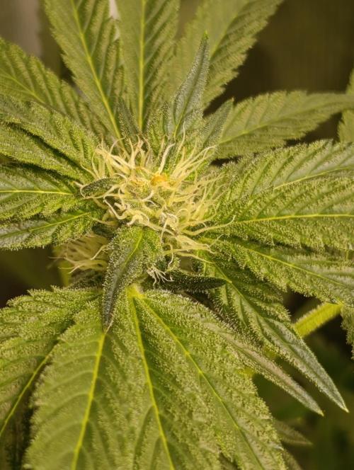 Candy breath Paradise seeds DWC. Week 7