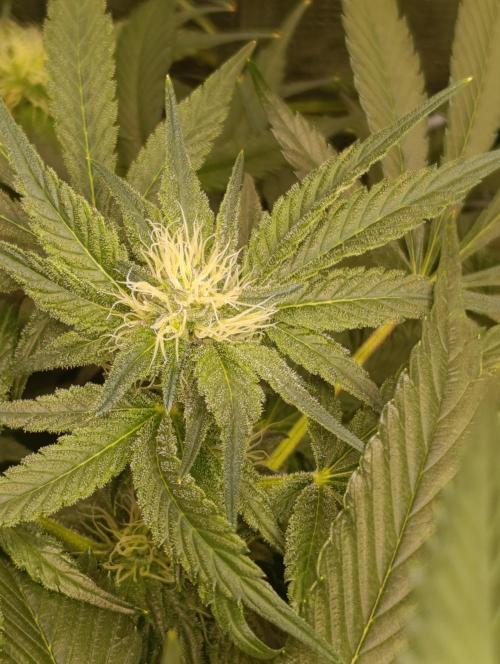 Candy breath Paradise seeds DWC. Week 7