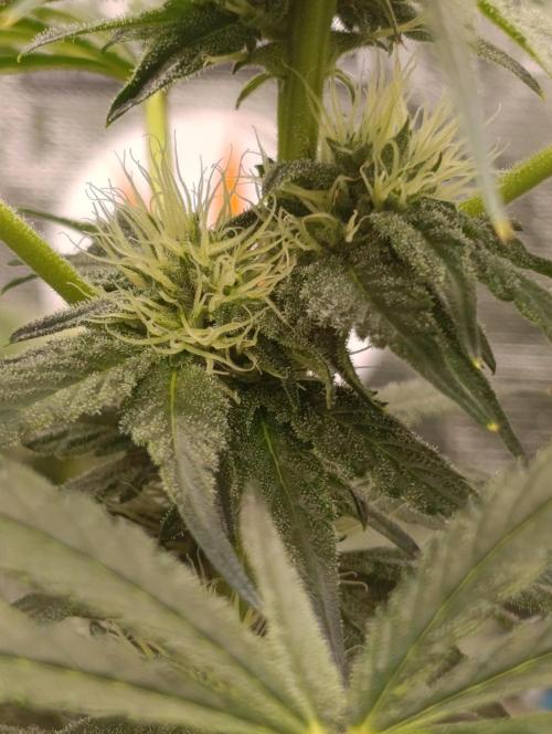 Candy breath Paradise seeds DWC. Week 7