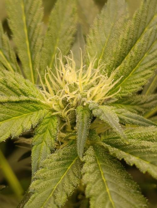 Candy breath Paradise seeds DWC. Week 7