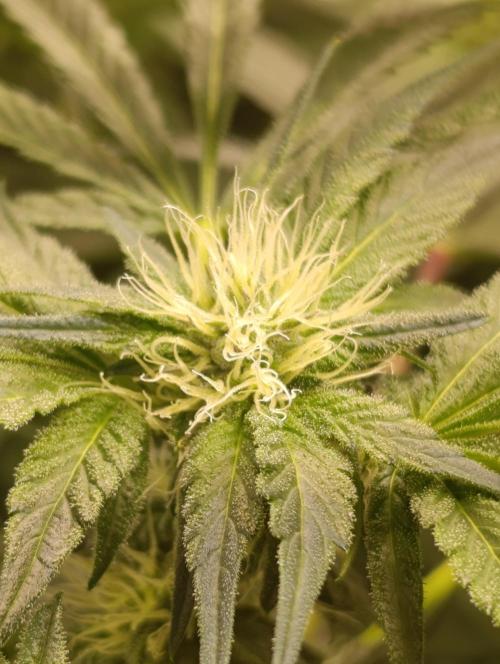 Candy breath Paradise seeds DWC. Week 7