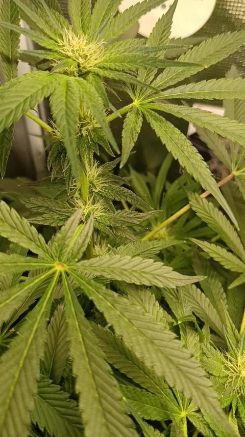 Candy breath Paradise seeds DWC