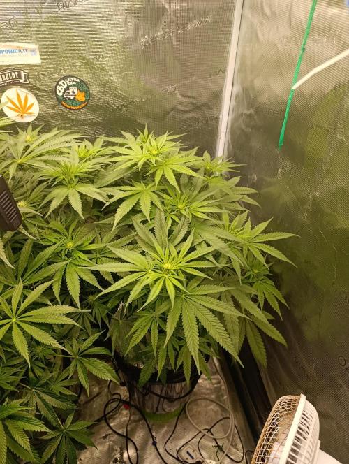 Smashberry Fumez Anesia DWC. Week 7