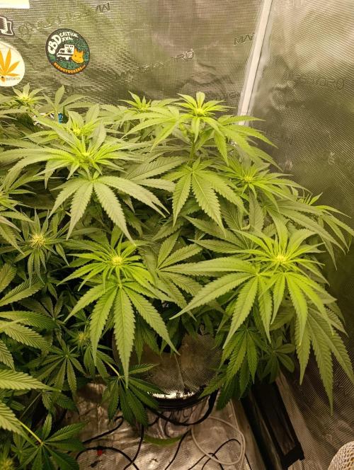 Smashberry Fumez Anesia DWC. Week 7
