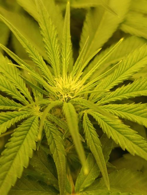 Smashberry Fumez Anesia DWC. Week 7