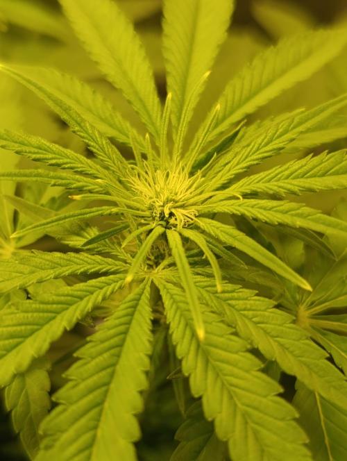 Smashberry Fumez Anesia DWC. Week 7