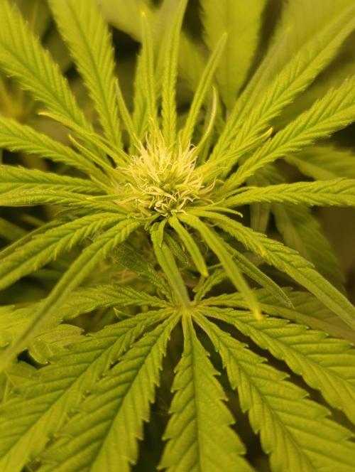 Smashberry Fumez Anesia DWC. Week 7