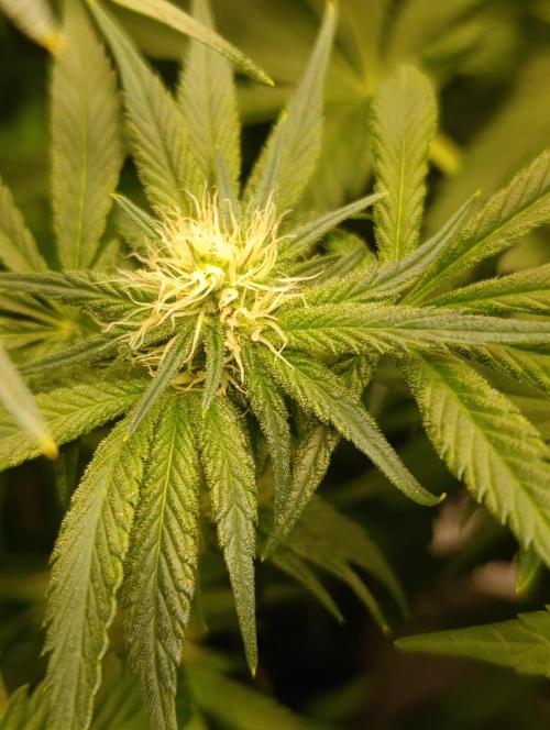 Smashberry Fumez Anesia DWC. Week 7