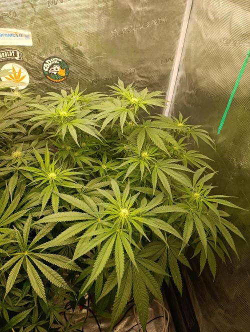 Smashberry Fumez Anesia DWC. Week 7