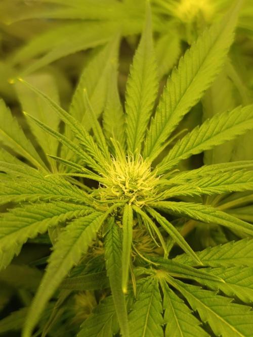 Smashberry Fumez Anesia DWC. Week 7