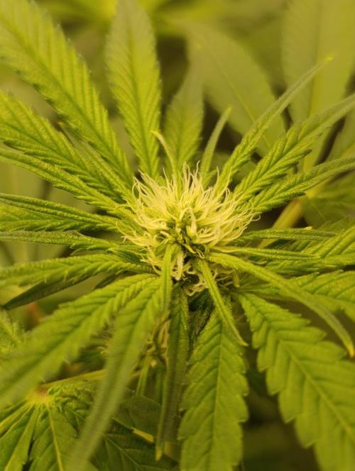 Smashberry Fumez Anesia DWC. Week 7