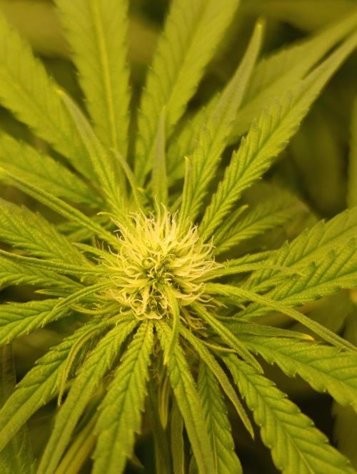 Smashberry Fumez Anesia DWC. Week 7