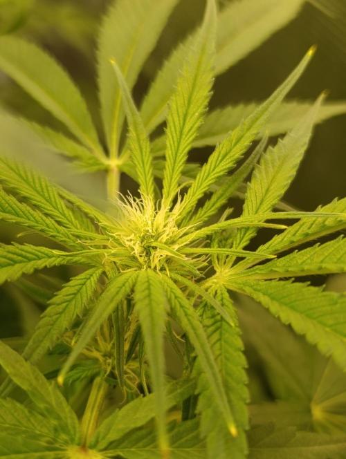 Smashberry Fumez Anesia DWC. Week 7