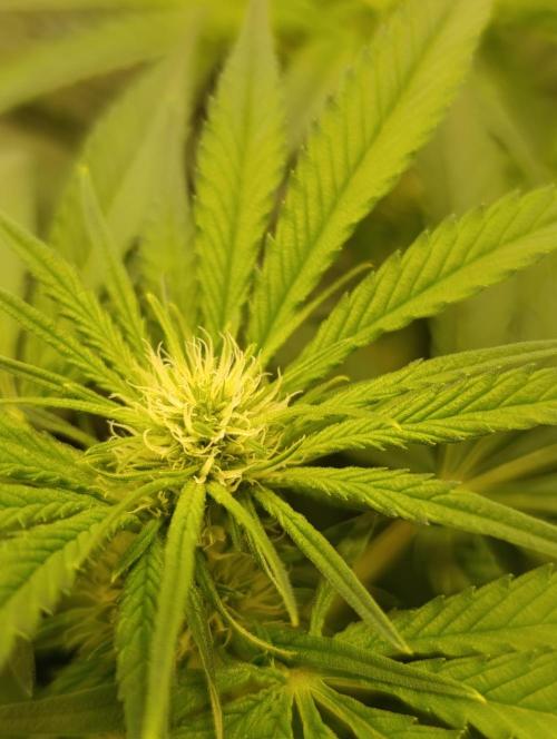 Smashberry Fumez Anesia DWC. Week 7