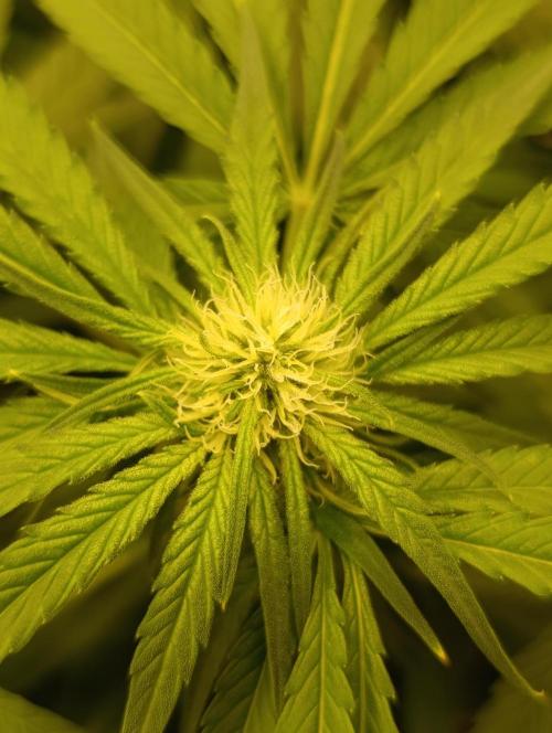 Smashberry Fumez Anesia DWC. Week 7