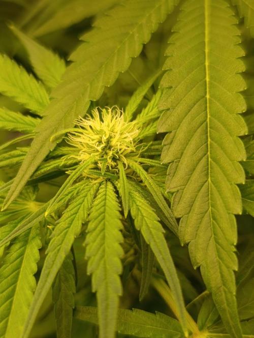 Smashberry Fumez Anesia DWC. Week 7