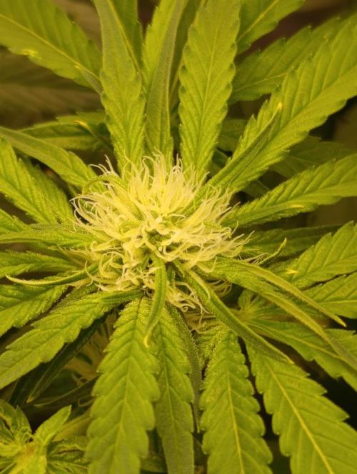 Smashberry Fumez Anesia DWC. Week 7