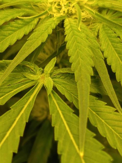 Smashberry Fumez Anesia DWC. Week 7